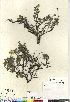  (Dasiphora fruticosa - Salokangas_11_CAN)  @11 [ ] Copyright (2011) Canadian Museum of Nature Canadian Museum of Nature