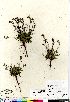  (Braya glabella ssp glabella - Harris_3701_CAN)  @11 [ ] Copyright (2011) Canadian Museum of Nature Canadian Museum of Nature