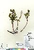  (Salix ovalifolia - Bennett_05-009_CAN)  @11 [ ] Copyright (2011) Canadian Museum of Nature Canadian Museum of Nature