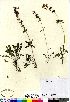  (Pedicularis verticillata - Kemper_28391_CAN)  @11 [ ] Copyright (2011) Canadian Museum of Nature Canadian Museum of Nature