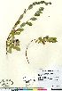  (Salix ovalifolia var arctolitoralis - Kemper_28389_CAN)  @11 [ ] Copyright (2011) Canadian Museum of Nature Canadian Museum of Nature