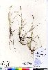  (Carex livida - Bennett_08-375_CAN)  @11 [ ] Copyright (2011) Canadian Museum of Nature Canadian Museum of Nature