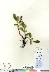  (Salix sphenophylla - Bennett_08-312_CAN)  @11 [ ] Copyright (2011) Canadian Museum of Nature Canadian Museum of Nature