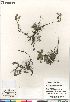  (Salix arctica x polaris - Gillespie_et_al_8095b)  @11 [ ] Copyright (2012) Canadian Museum of Nature Canadian Museum of Nature