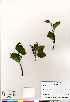  (Alnus viridis ssp crispa - Burt_s.n._CAN593323)  @11 [ ] Copyright  Canadian Museum of Nature Unspecified