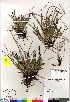  (Carex scirpoidea - Gillespie_8551a)  @11 [ ] Copyright (2011) Canadian Museum of Nature Canadian Museum of Nature