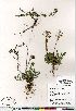  (Antennaria alpina - Gillespie_8861A)  @14 [ ] Copyright (2011) Canadian Museum of Nature Canadian Museum of Nature