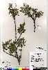  (Salix glauca var. stipulata - Gillespie_8991)  @11 [ ] Copyright (2011) Canadian Museum of Nature Canadian Museum of Nature