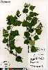  (Betula neoalaskana - Saarela_1528_CAN)  @11 [ ] Copyright (2012) Canadian Museum of Nature Canadian Museum of Nature