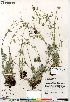  (Potentilla hybrid sect. Niveae x Pensylvanicae pulchella x nivea x arenosa - Gillespie_10155_CAN)  @11 [ ] Copyright (2012) Canadian Museum of Nature Canadian Museum of Nature