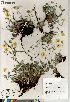  (Potentilla hybrid sect. Niveae x Pensylvanicae pulchella x subvahliana - Saarela_1424_CAN)  @11 [ ] Copyright (2012) Canadian Museum of Nature Canadian Museum of Nature