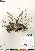  (Potentilla sect. Niveae hybrid (arenosa nivea subvahliana - Gillespie_10126_CAN)  @11 [ ] Copyright (2012) Canadian Museum of Nature Canadian Museum of Nature