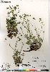  (Potentilla hybrid sect. Niveae x Pensylvanicae (arenosa pulchella subvahliana - Gillespie_10062_CAN)  @11 [ ] Copyright (2012) Canadian Museum of Nature Canadian Museum of Nature