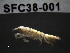  (Leptognathiidae - SFC38-001)  @13 [ ] Unspecified (default): All Rights Reserved  Unspecified Unspecified