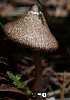  (Inocybe aff. pseudorubens - iNat47224964)  @11 [ ] CreativeCommons - Attribution Share-Alike (2021) Luca Hickey The Evergreen State College