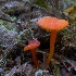  (Hygrocybe constans - iNat100562490)  @11 [ ] some rights reserved (CC BY-NC) (2021) natvik Unspecified