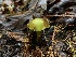  (Hygrocybe virescens - iNat100818887)  @11 [ ] some rights reserved (CC BY-ND) (2021) matthew koons Unspecified