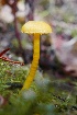  (Hygrocybe ceracea - iNat100874217)  @11 [ ] some rights reserved (CC BY-NC) (2021) natvik Unspecified