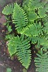  (Polypodium conterminans - AVM228)  @11 [ ] CreativeCommons-Atribution Non-commercial Share -Alike (2019) Rafael F. del Castillo Instituto Politécnico Nacional