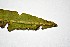  (Elaphoglossum petiolatum - AVM304d)  @11 [ ] CreativeCommons-Atribution Non-commercial Share -Alike (2019) Rafael F. del Castillo Instituto Politécnico Nacional