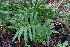  (Polypodium subpetiolatum - AVM268)  @11 [ ] CreativeCommons-Atribution Non-commercial Share -Alike (2019) Rafael F. del Castillo Instituto Politécnico Nacional