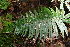  (Polystichum fournieri - AVM279)  @11 [ ] CreativeCommons-Atribution Non-commercial Share -Alike (2019) Rafael F. del Castillo Instituto Politécnico Nacional