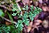  (Adiantum andicola - AVM303)  @11 [ ] CreativeCommons-Atribution Non-commercial Share -Alike (2019) Rafael F. del Castillo Instituto Politécnico Nacional