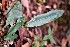  (Elaphoglossum xanthopodum - AVM306)  @11 [ ] CreativeCommons-Atribution Non-commercial Share -Alike (2019) Rafael F. del Castillo Instituto Politécnico Nacional