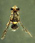  (Bactrocera alyxiae - BPC4248)  @15 [ ] Unspecified (default): All Rights Reserved  Bio-protection Research Centre Unspecified