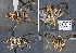  (Zeugodacus fereuncinatus - CSCAFFPSpecimen_21M586)  @11 [ ] CreativeCommons - Attribution Share-Alike (2023) Severyn Kornieiev California State Collection of Arthropods