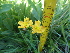  (Hypericum lalandii - FFVCC220)  @11 [ ] nrr  Unspecified Unspecified