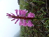  (Watsonia lepida - FFVCC134)  @11 [ ] nrr  Unspecified Unspecified
