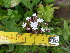  (Valeriana capensis - FFVCC140)  @11 [ ] nrr  Unspecified Unspecified