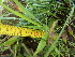  (Watsonia pillansii - FFVCC187)  @11 [ ] nrr  Unspecified Unspecified