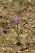  ( - 025_005)  @11 [ ] CreativeCommons - Attribution Non-Commercial Share-Alike (2020) Kostrzyca Forest Gene Bank Kostrzyca Forest Gene Bank