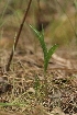  ( - 025_007)  @11 [ ] CreativeCommons - Attribution Non-Commercial Share-Alike (2019) Kostrzyca Forest Gene Bank Kostrzyca Forest Gene Bank