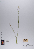  ( - 063_004)  @11 [ ] CreativeCommons - Attribution Non-Commercial Share-Alike (2019) Kostrzyca Forest Gene Bank Kostrzyca Forest Gene Bank