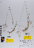  ( - 064_002)  @11 [ ] CreativeCommons - Attribution Non-Commercial Share-Alike (2019) Kostrzyca Forest Gene Bank Kostrzyca Forest Gene Bank