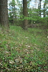  (Hierochloe - 079_001)  @11 [ ] CreativeCommons - Attribution Non-Commercial Share-Alike (2019) Kostrzyca Forest Gene Bank Kostrzyca Forest Gene Bank