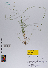  ( - 099_002)  @11 [ ] CreativeCommons - Attribution Non-Commercial Share-Alike (2019) Kostrzyca Forest Gene Bank Kostrzyca Forest Gene Bank