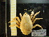  (Macrobrachium borellii - 14GTFG-0037)  @13 [ ] Copyright (2011) Unspecified Instituto Nacional del Limnología (INALI-CONICET-UNL)