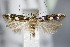  (Caryocolum tischeriella - BC ZSM Lep 63801)  @14 [ ] CreativeCommons - Attribution Non-Commercial Share-Alike (2015) Unspecified SNSB, Zoologische Staatssammlung Muenchen