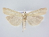  (Catoptria lythargyrella - BC ZSM Lep 78877)  @15 [ ] CreativeCommons - Attribution Non-Commercial Share-Alike (2015) Unspecified SNSB, Zoologische Staatssammlung Muenchen
