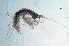  (Aoroides sp. FHL 1 - BMBM-0995)  @11 [ ] CreativeCommons - Attribution Non-Commercial Share-Alike (2017) Matthieu Leray Smithsonian Institution