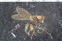  (Scatophila sp - FinAcal53)  @11 [ ] CreativeCommons - Attribution Non-Commercial Share-Alike (2015) UoB, Norway University of Bergen, Natural History Collections