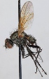  (Botanophila brunneilinea - KWi-257)  @11 [ ] CreativeCommons - Attribution Non-Commercial (2012) Marko Mutanen University of Oulu