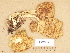  (Rhodocollybia distorta - H6000550)  @11 [ ] Copyright (2012) Diana Weckman Botanical Museum, Finnish Museum of Natural History, University of Helsinki