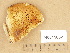  (Polyporus pseudobetulinus - H6011682)  @11 [ ] Copyright (2012) Diana Weckman Botanical Museum, Finnish Museum of Natural History, University of Helsinki
