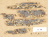  (Aleurodiscus lividocaeruleus - H6012443)  @11 [ ] Copyright (2012) Diana Weckman Botanical Museum, Finnish Museum of Natural History, University of Helsinki