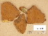  (Phellinus robustus - H6012546)  @11 [ ] Copyright (2014) Diana Weckman Botanical Museum, Finnish Museum of Natural History, University of Helsinki